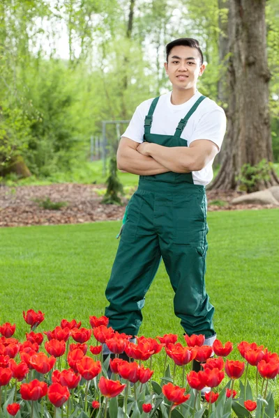 Jardineiro em pé entre tulipas — Fotografia de Stock