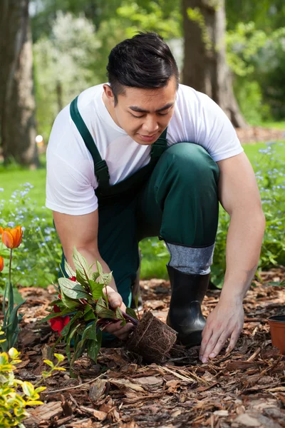 Trädgårdsmästare plantering blommor — Stockfoto