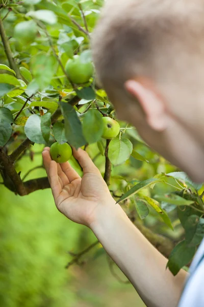 Man working in orchard — Stock Photo, Image