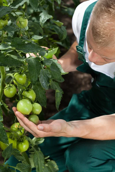 Gardener caring about tomatoes — Stock Photo, Image