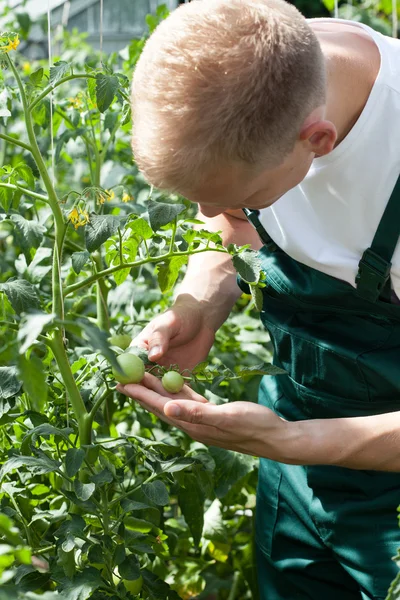 Gardener working in greenhouse — Stock Photo, Image