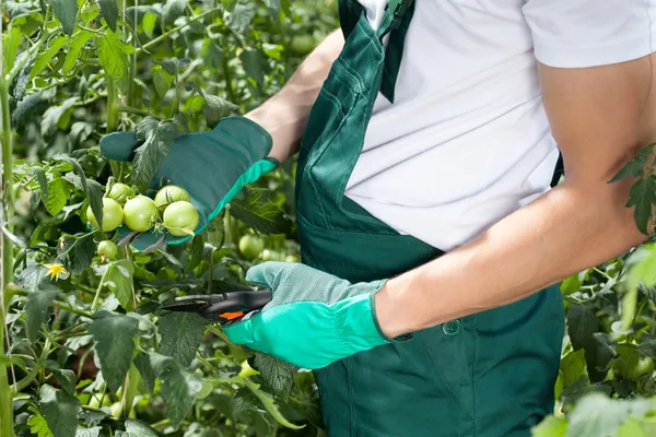 Gardener pruning tomatoes — Stock Photo, Image