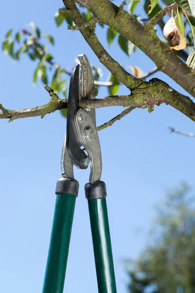 Close-up of pruning — Stock Photo, Image