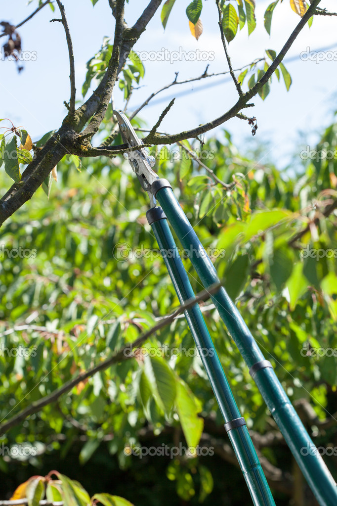 Pruning in a orchard