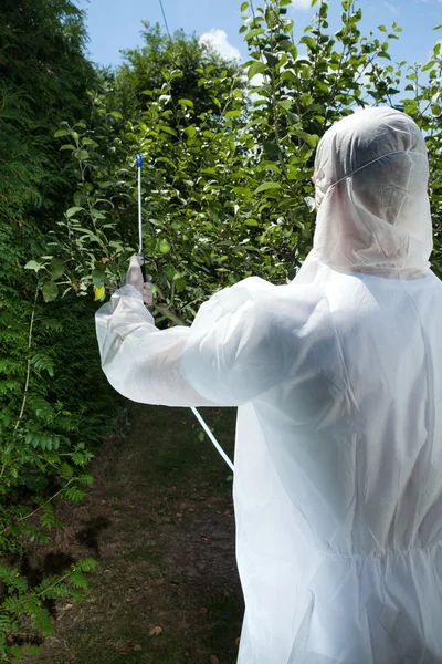 Spraying tree in a orchard — Stock Photo, Image