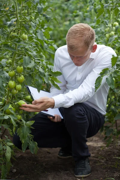 Specialist checking tomatoes condition — Stock Photo, Image