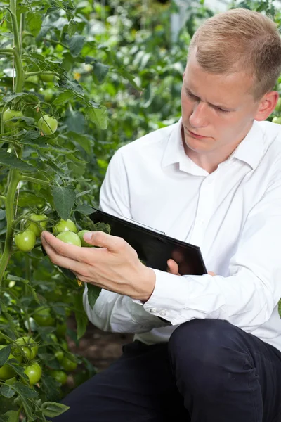 Expert controlling tomatoes condition — Stock Photo, Image