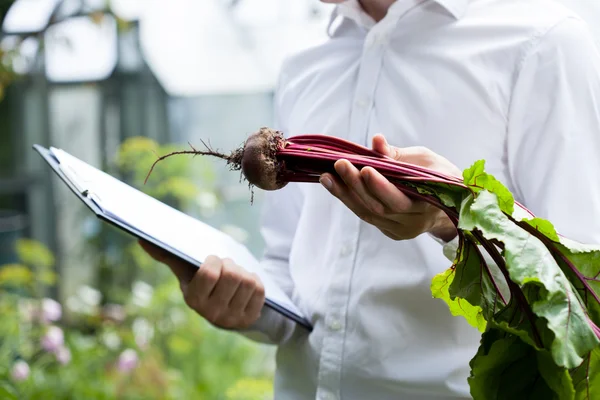Vegetables specialist checking a beet — Stock Photo, Image
