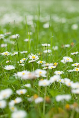 çayır papatyaları tam