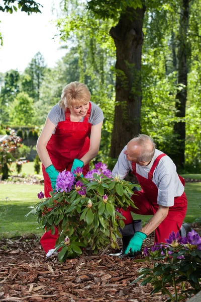 Hombre y mujer plantando una flor — Foto de Stock