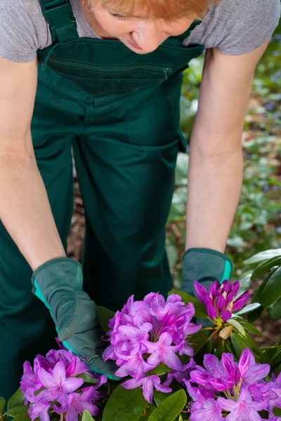 Woman caring about flowers — Stock Photo, Image