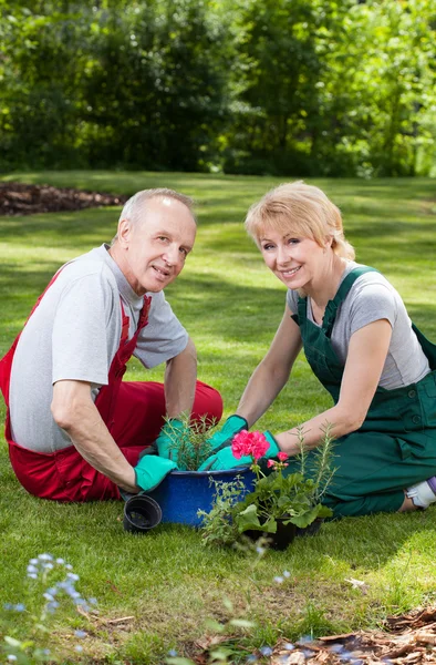 Huwelijk planten van bloemen — Stockfoto