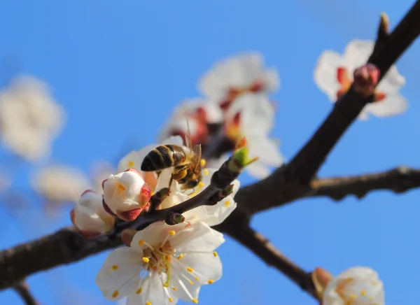 Arı ile kayısı çiçeği