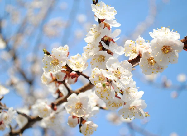 Aprikosenblüte — Stockfoto