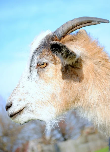 bir keçi profil portresi