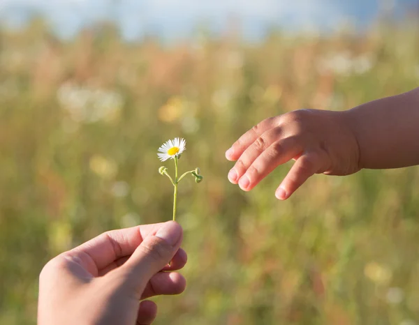 Flor a un niño Imagen De Stock