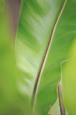 Doğanın yakın plan yeşil yapraklar bahçede