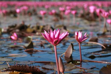Bueng Boraphet, Nakhon Sawan 'da kışın güzel kırmızı lotus..