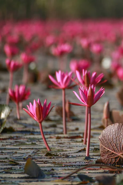 Bueng Boraphet Nakhon Sawan Kışın Güzel Kırmızı Lotus — Stok fotoğraf