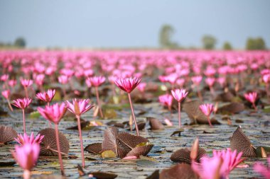 Bueng Boraphet, Nakhon Sawan 'da kışın güzel kırmızı lotus..