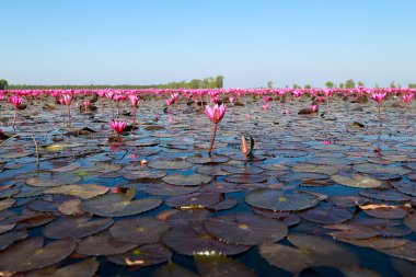 Bueng Boraphet, Nakhon Sawan 'da kışın güzel kırmızı lotus..