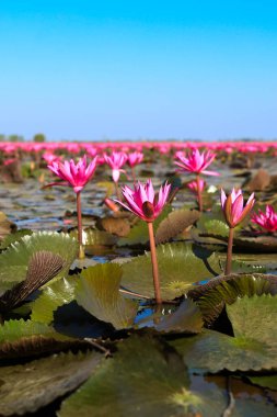 Bueng Boraphet, Nakhon Sawan 'da kışın güzel kırmızı lotus..
