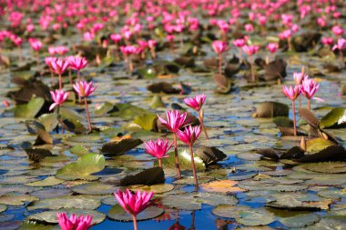 Bueng Boraphet, Nakhon Sawan 'da kışın güzel kırmızı lotus..