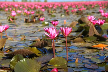 Bueng Boraphet, Nakhon Sawan 'da kışın güzel kırmızı lotus..