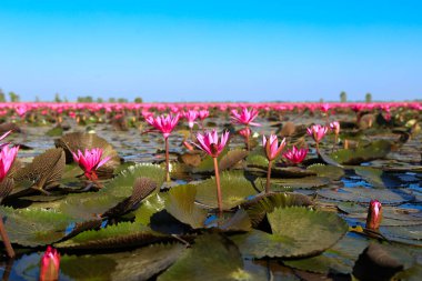 Bueng Boraphet, Nakhon Sawan 'da kışın güzel kırmızı lotus..