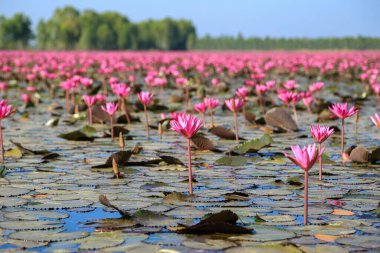 Bueng Boraphet, Nakhon Sawan 'da kışın güzel kırmızı lotus..