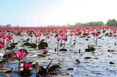 Bueng Boraphet, Nakhon Sawan 'da kışın güzel kırmızı lotus..