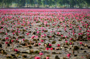 Bueng Boraphet, Nakhon Sawan 'da kışın güzel kırmızı lotus..