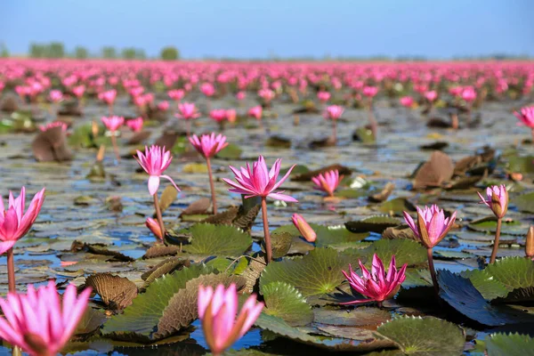 Bueng Boraphet, Nakhon Sawan 'da kışın güzel kırmızı lotus..