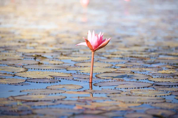 Beautiful Red Lotus Winter Bueng Boraphet Nakhon Sawan Province — 图库照片