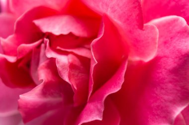 Yakın plan, pembe güller, sevgililer günü konsepti.