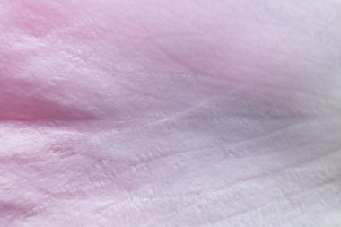 Yakın plan, pembe güller, sevgililer günü konsepti.