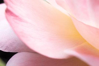 Yakın plan, pembe güller, sevgililer günü konsepti.