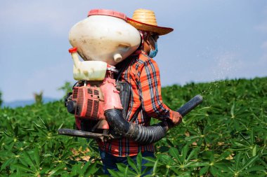 Erkek bir çiftçi Tayland kırsalındaki bir kasava tarlasına bir spreyle gübre ekiyor..