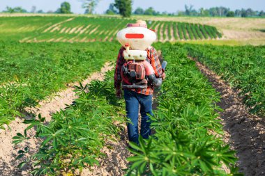 Erkek bir çiftçi Tayland kırsalındaki bir kasava tarlasına bir spreyle gübre ekiyor..