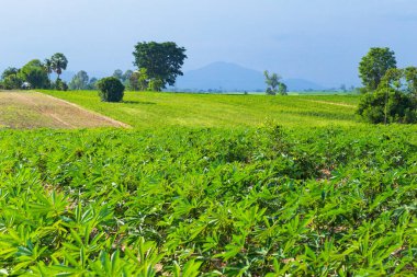 Tayland 'ın kırsal kesimlerinde, hazır toprak alanlarında, kasava ağaçları yetiştiriliyor..