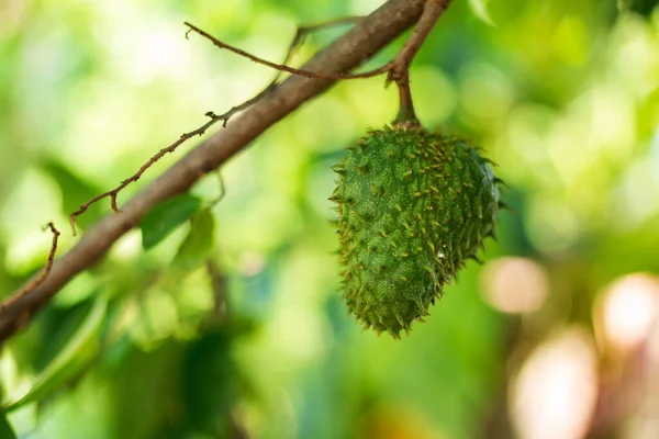 Buah Nira Annona Muricata Buah Berbentuk Seperti Durian Manis Dan — Stok Foto