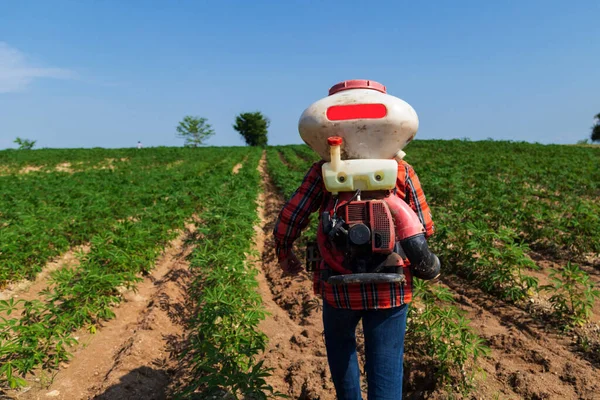 Erkek bir çiftçi Tayland kırsalındaki bir kasava tarlasına bir spreyle gübre ekiyor..
