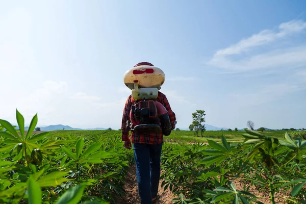 Erkek bir çiftçi Tayland kırsalındaki bir kasava tarlasına bir spreyle gübre ekiyor..