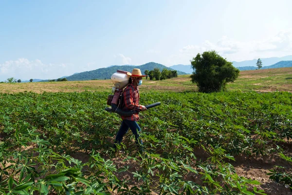 Erkek bir çiftçi Tayland kırsalındaki bir kasava tarlasına bir spreyle gübre ekiyor..