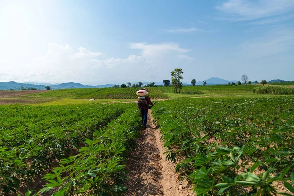 Erkek bir çiftçi Tayland kırsalındaki bir kasava tarlasına bir spreyle gübre ekiyor..