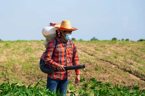 Erkek bir çiftçi Tayland kırsalındaki bir kasava tarlasına bir spreyle gübre ekiyor..