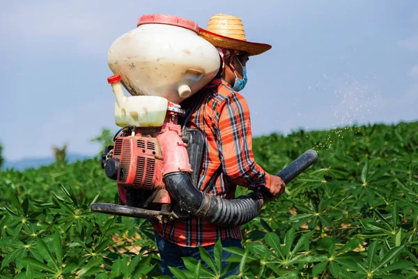Erkek bir çiftçi Tayland kırsalındaki bir kasava tarlasına bir spreyle gübre ekiyor..