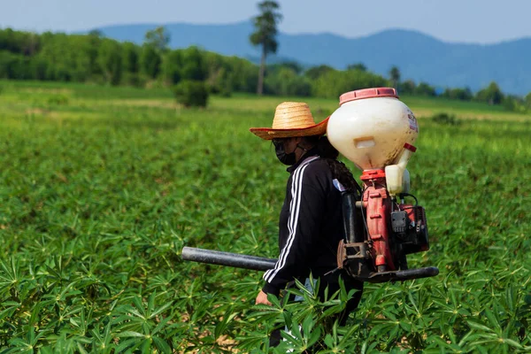 Erkek bir çiftçi Tayland kırsalındaki bir kasava tarlasına bir spreyle gübre ekiyor..