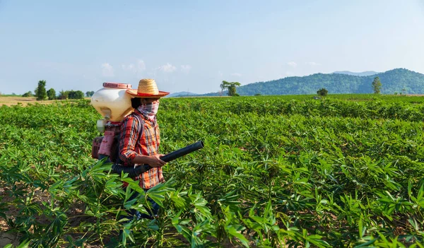 Erkek bir çiftçi Tayland kırsalındaki bir kasava tarlasına bir spreyle gübre ekiyor..