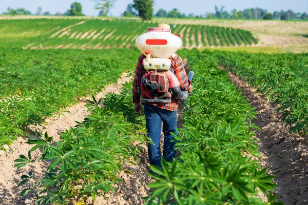 Erkek bir çiftçi Tayland kırsalındaki bir kasava tarlasına bir spreyle gübre ekiyor..